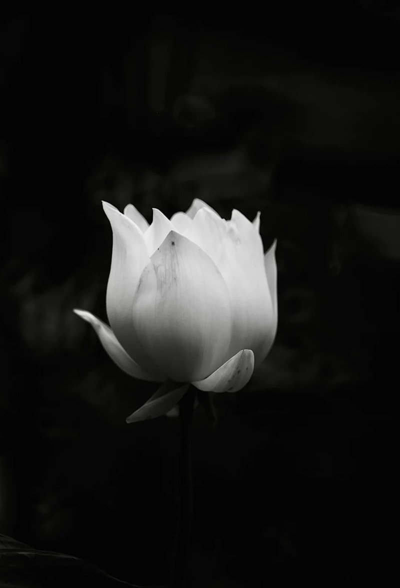 avatar hoa sen trắng 13