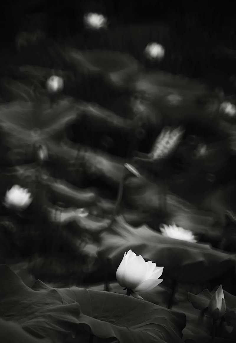 avatar hoa sen trắng 14