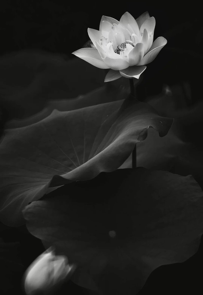 avatar hoa sen trắng 15