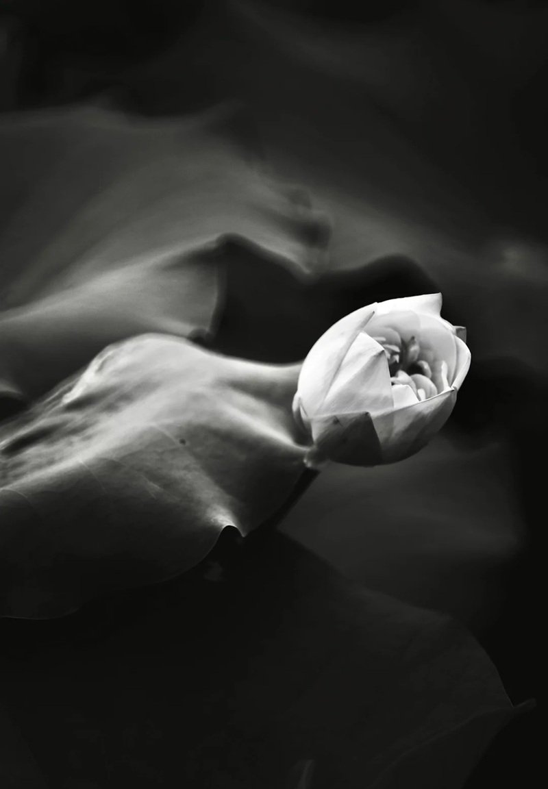 avatar hoa sen trắng 16