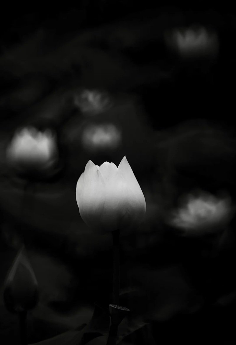 avatar hoa sen trắng 17