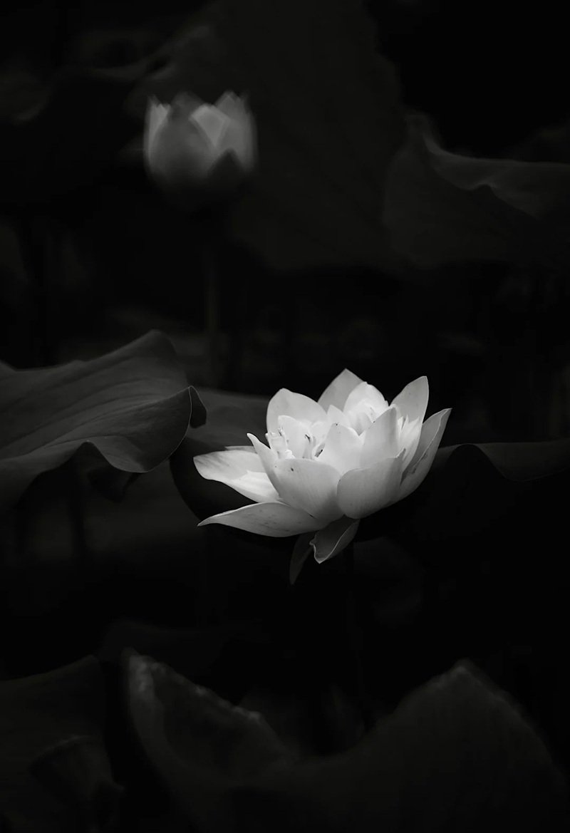 avatar hoa sen trắng 18