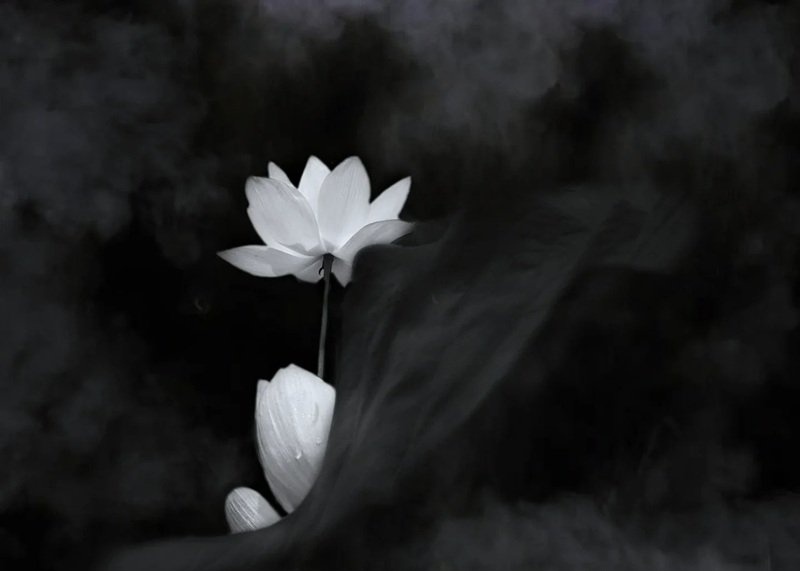 avatar hoa sen trắng 19