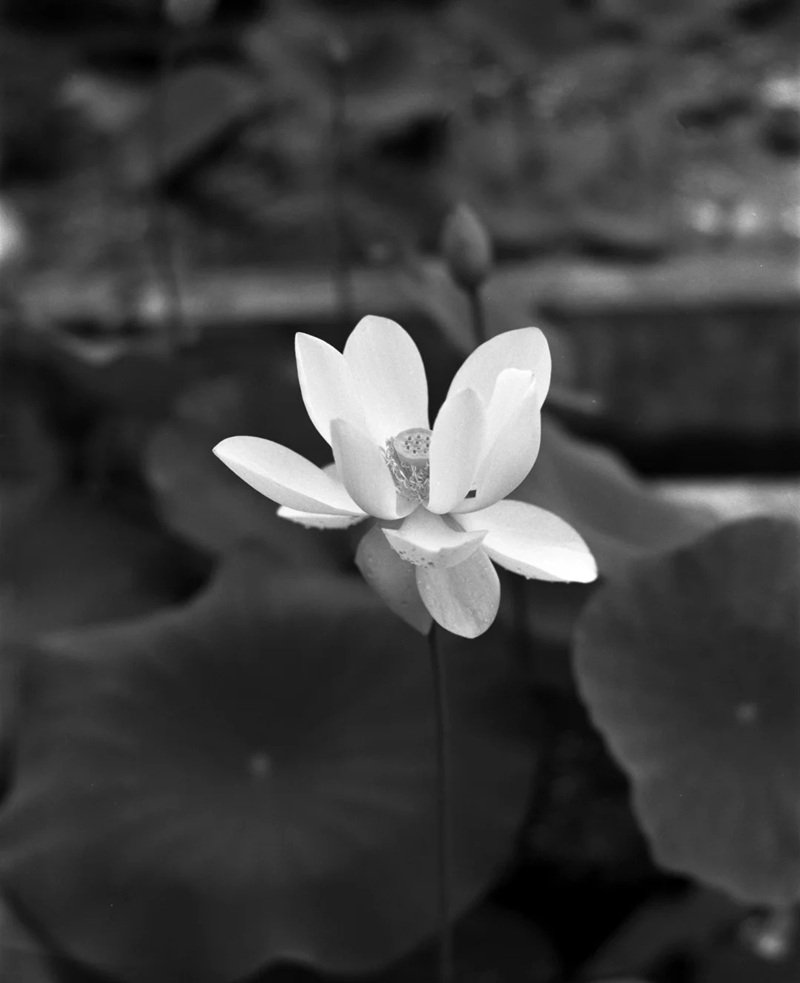 avatar hoa sen trắng 2