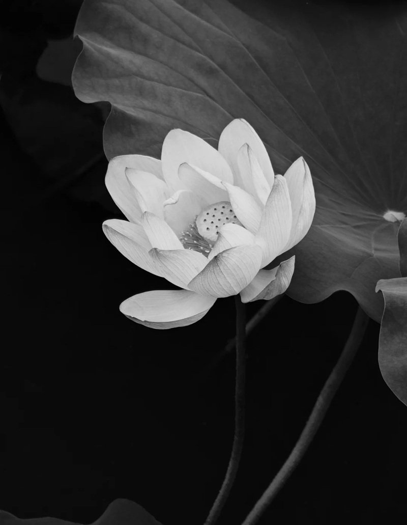 avatar hoa sen trắng 20