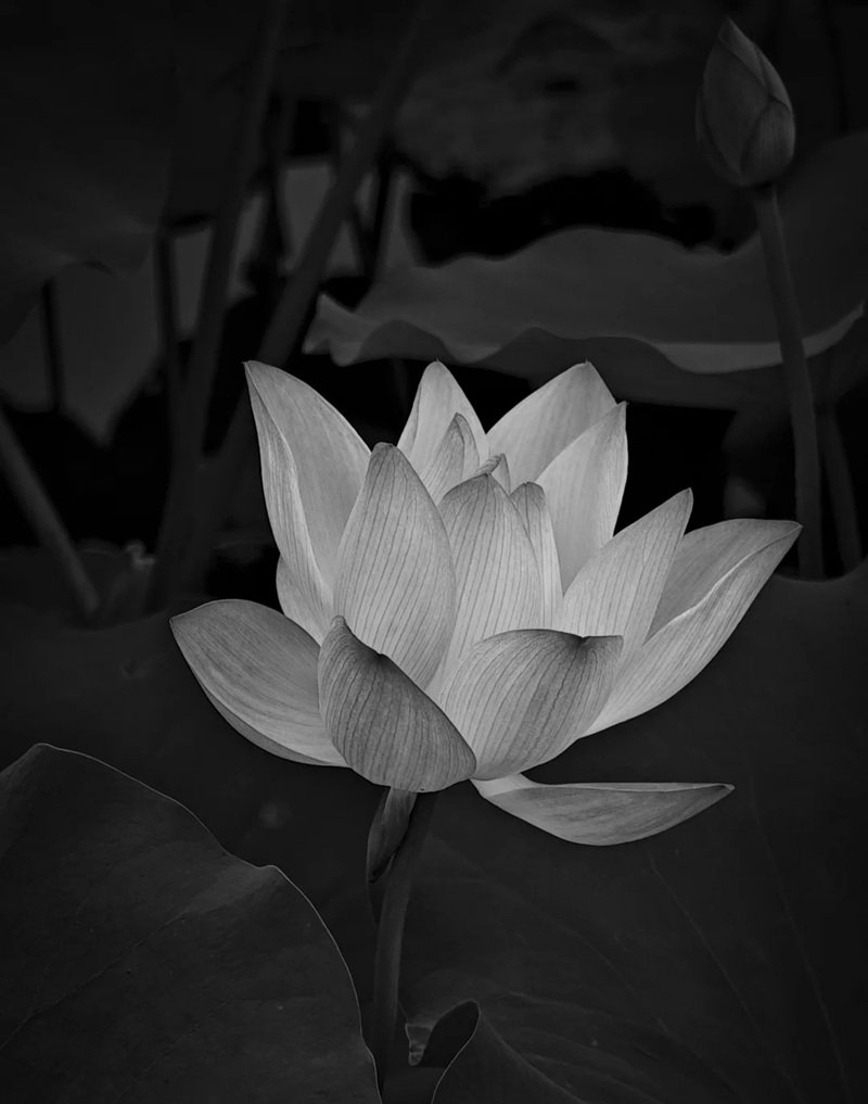 avatar hoa sen trắng 21