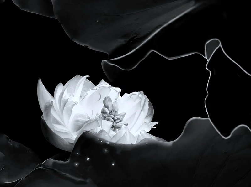 avatar hoa sen trắng 22