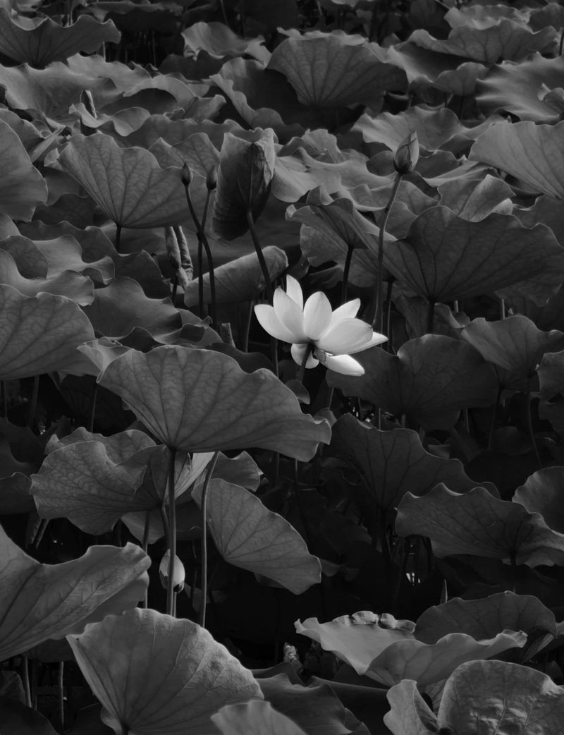 avatar hoa sen trắng 23