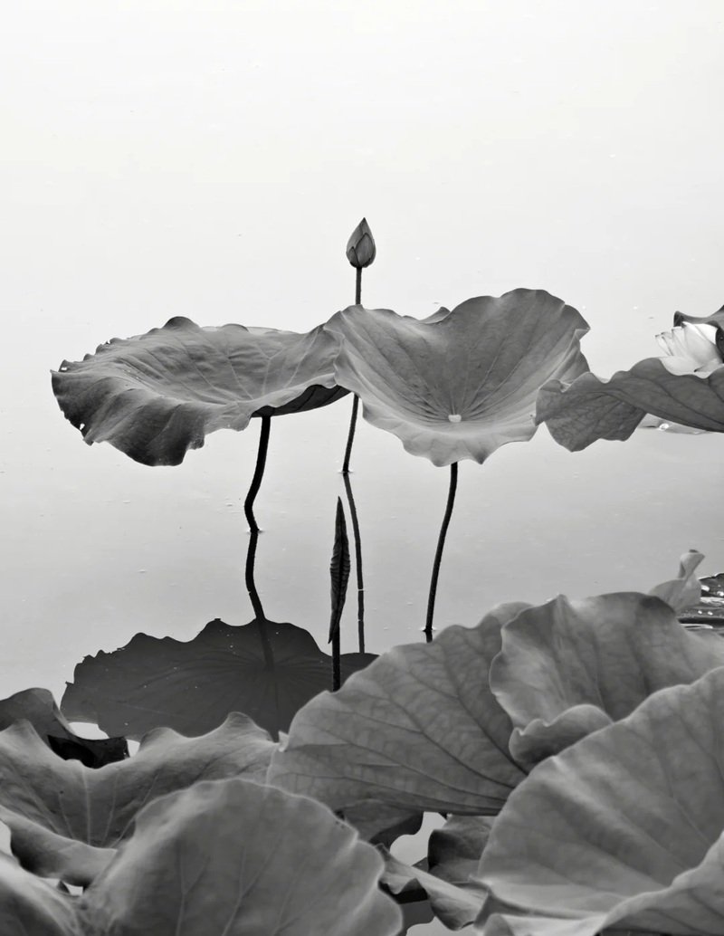 avatar hoa sen trắng 24