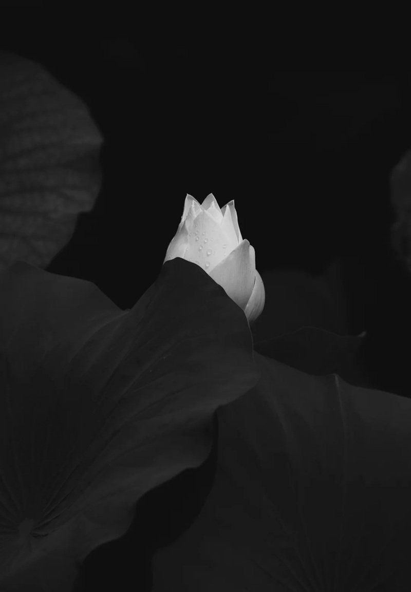 avatar hoa sen trắng 26