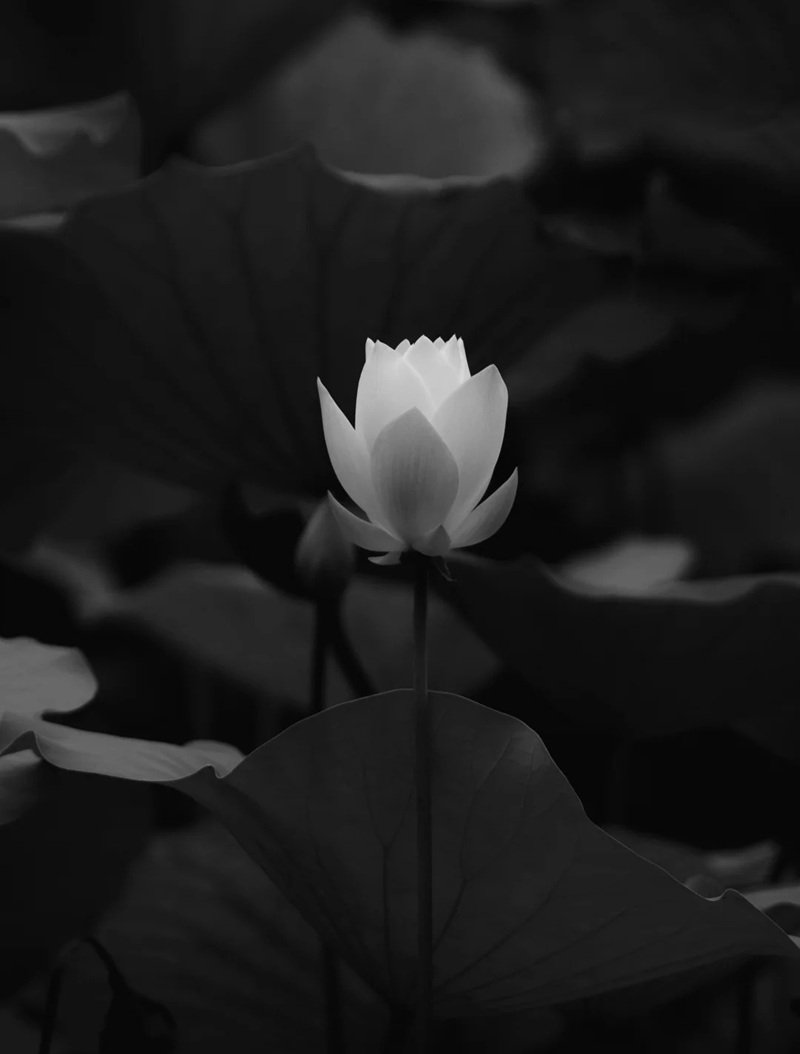 avatar hoa sen trắng 27