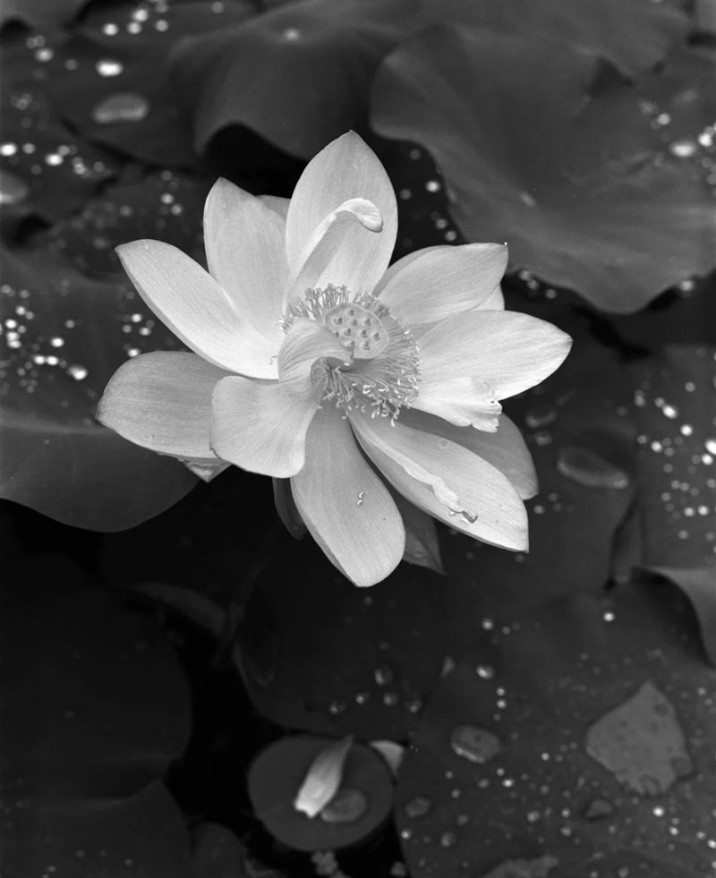 avatar hoa sen trắng 3