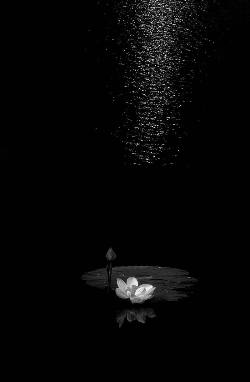 avatar hoa sen trắng 30