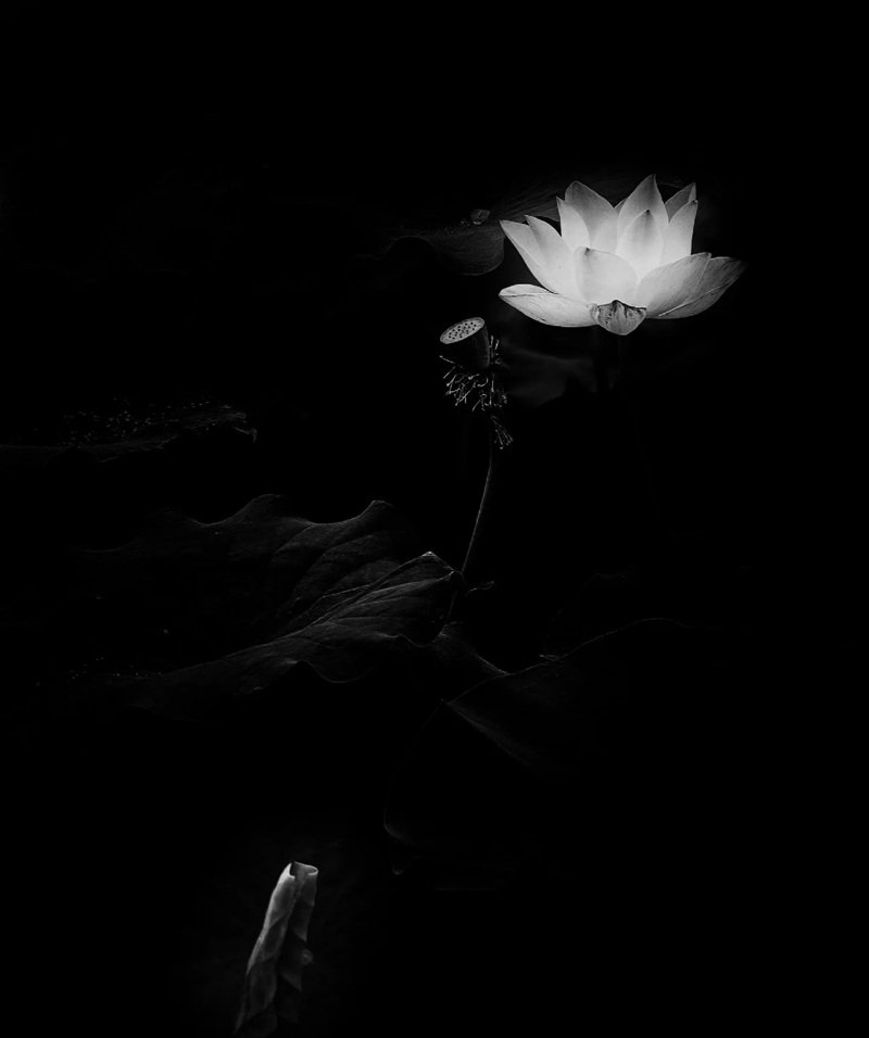 avatar hoa sen trắng 31