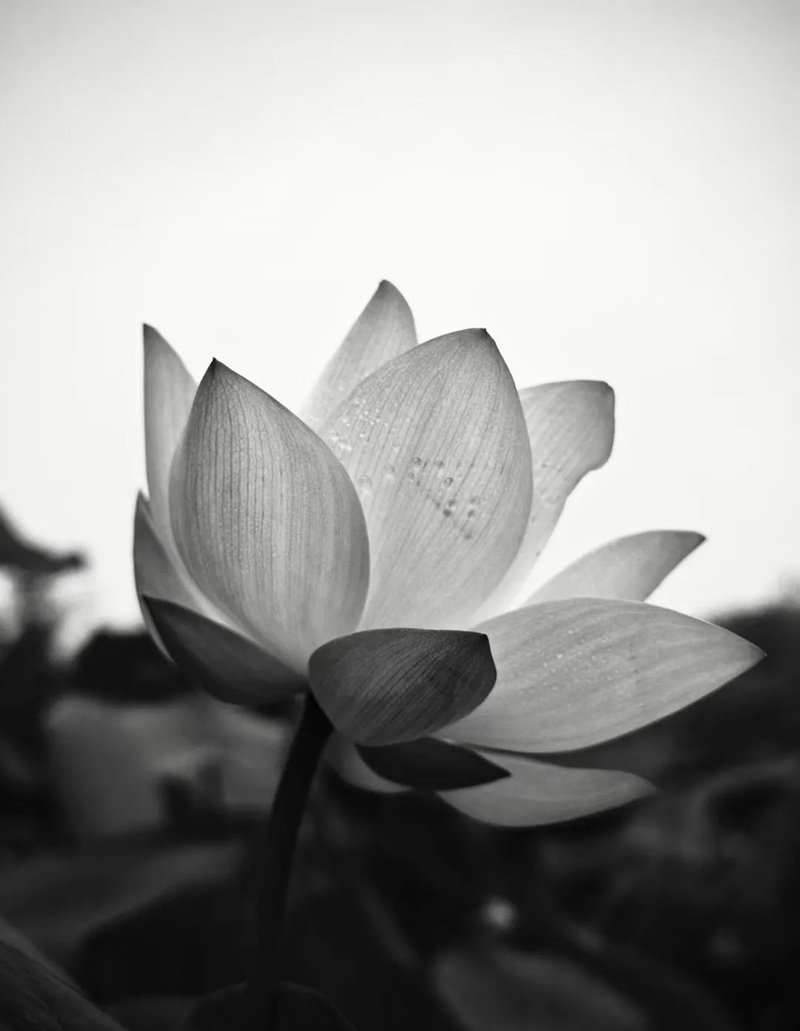 avatar hoa sen trắng 32