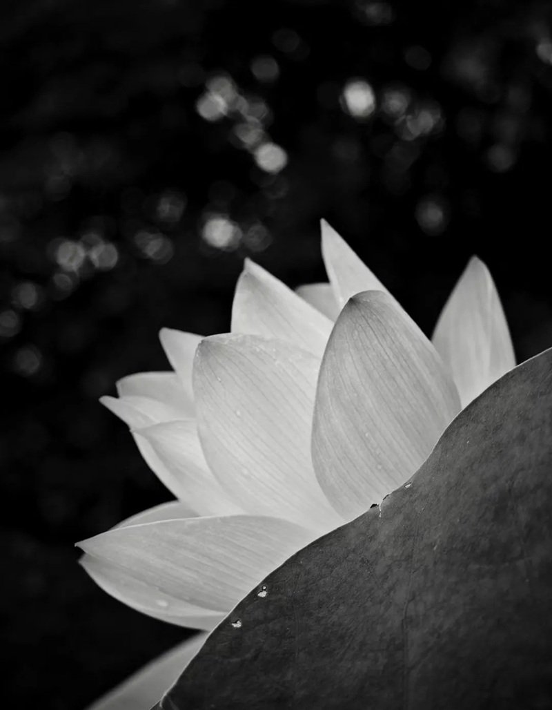 avatar hoa sen trắng 33