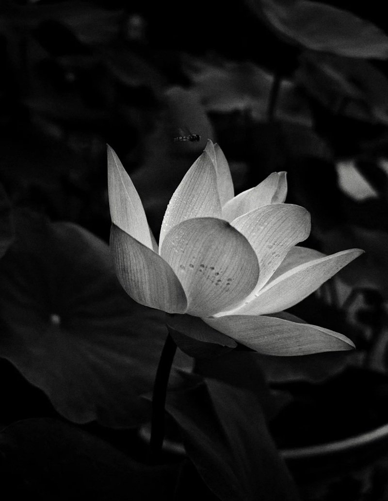 avatar hoa sen trắng 34