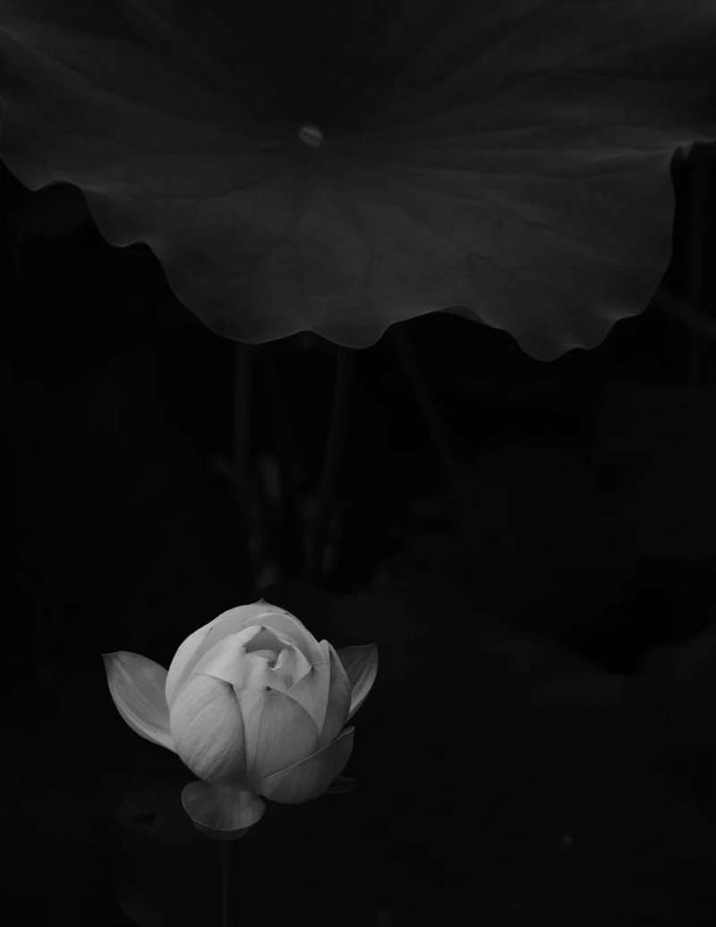 avatar hoa sen trắng 36