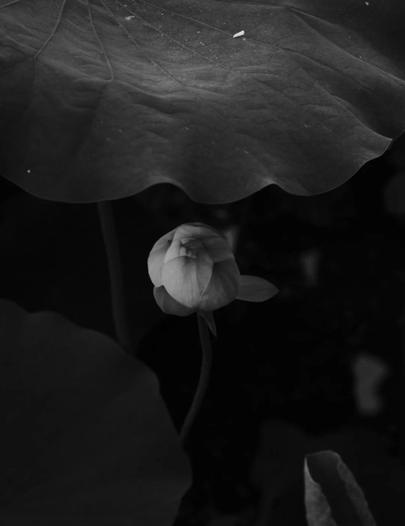 avatar hoa sen trắng 37