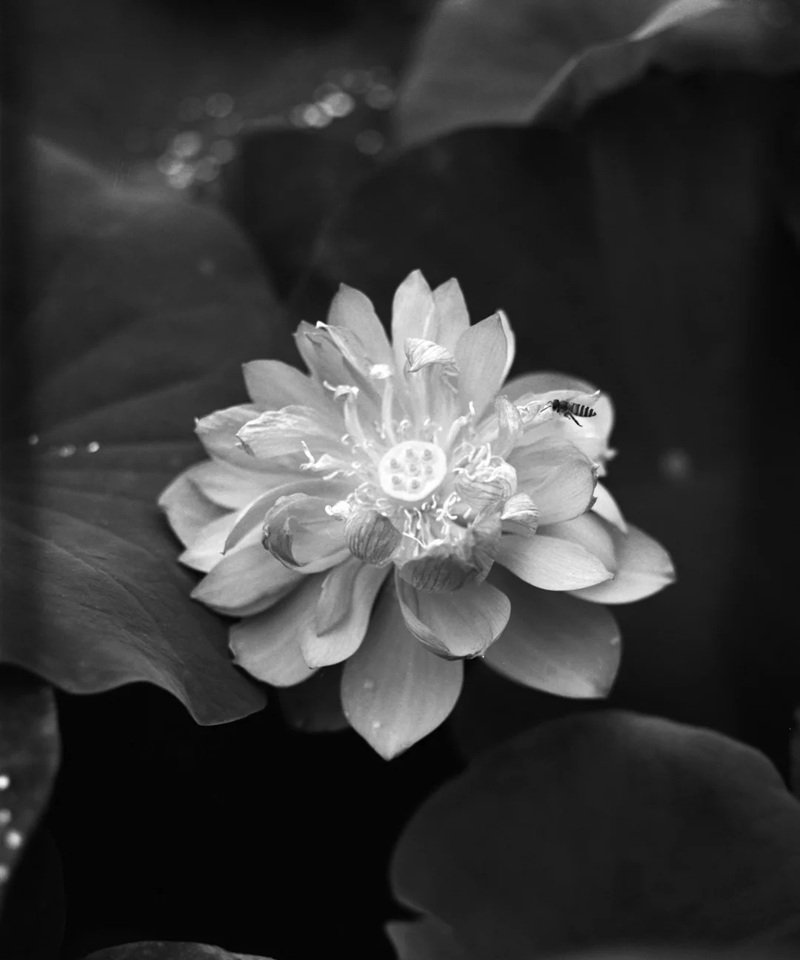 avatar hoa sen trắng 4