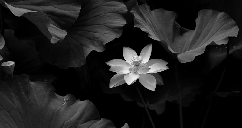 avatar hoa sen trắng 5