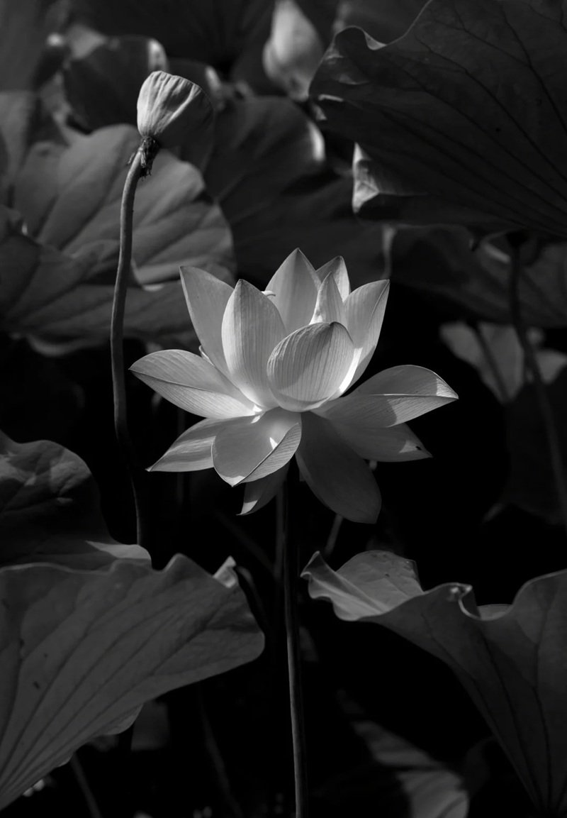 avatar hoa sen trắng 6