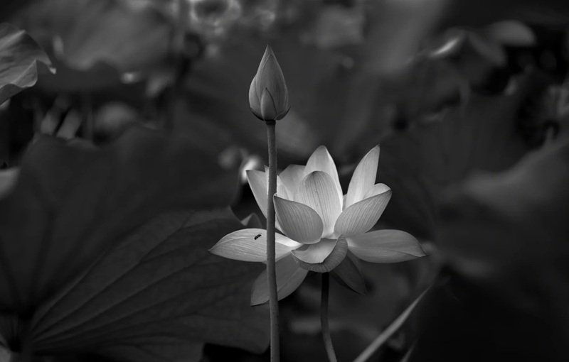 avatar hoa sen trắng 7