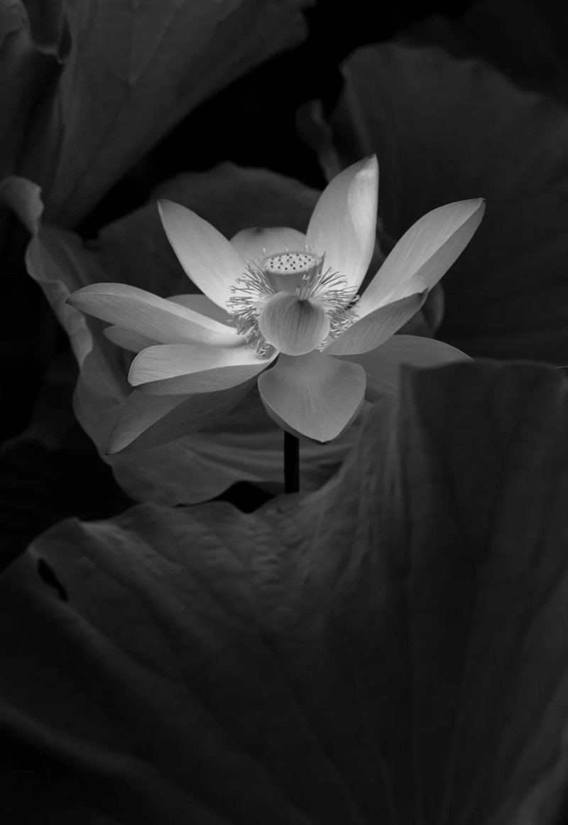 avatar hoa sen trắng 8