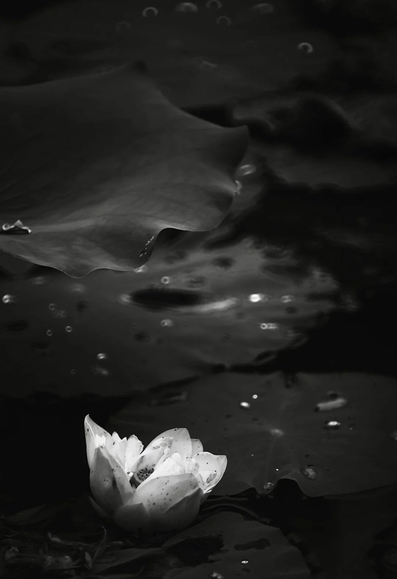 avatar hoa sen trắng 9