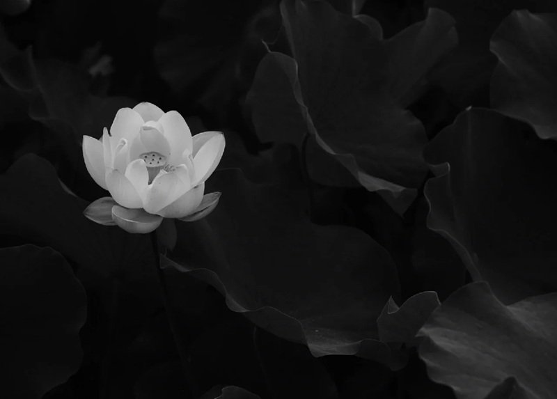 avatar hoa sen trắng đám tang