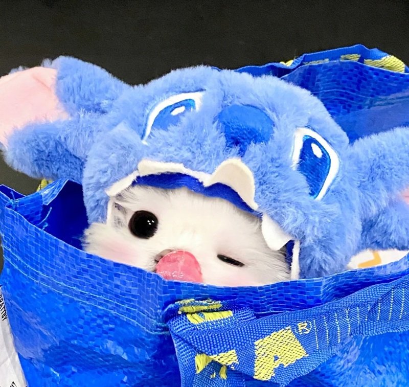 avatar màu xanh dương cute 36