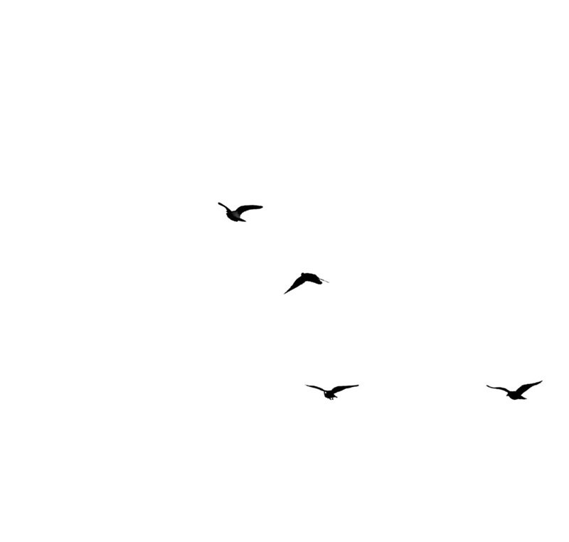 avatar trắng fb 22