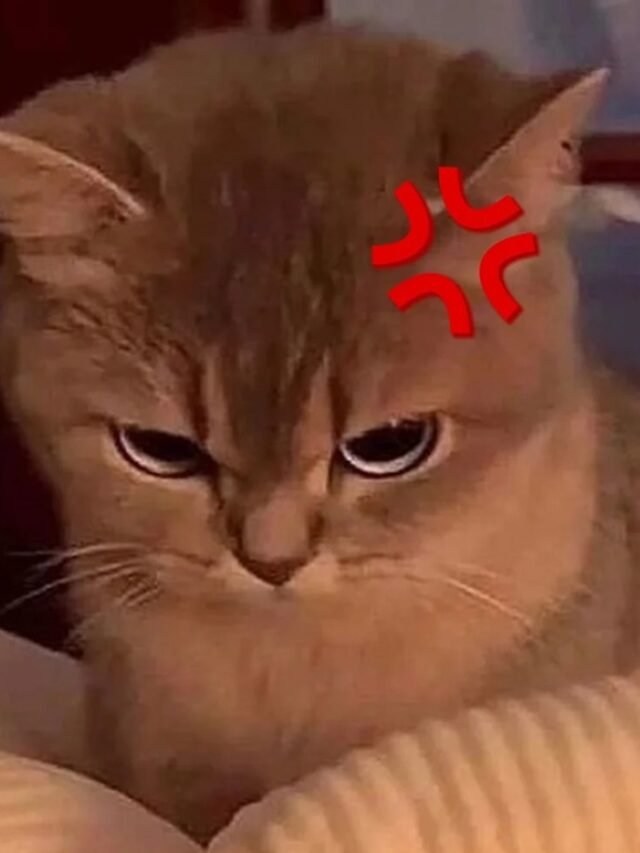 cropped-meme-gian-21.jpg