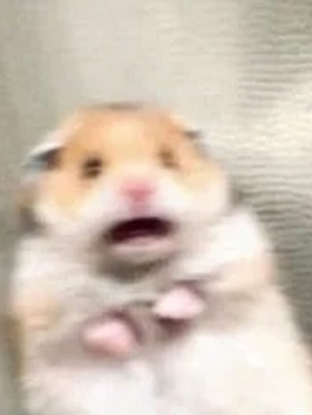 cropped-meme-so-hai-14.jpg