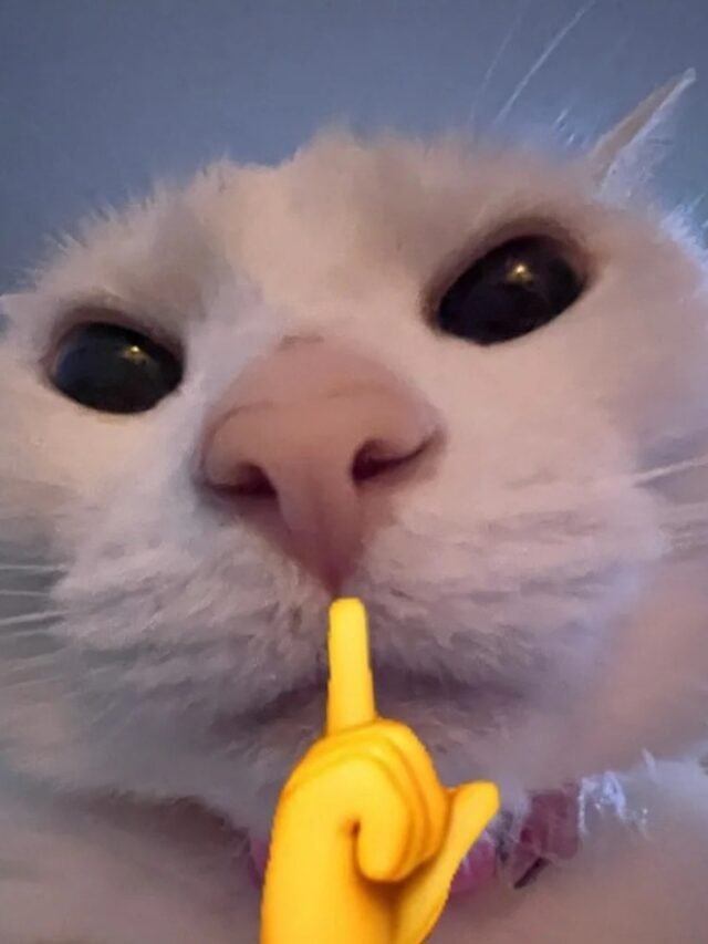 cropped-meme-suyt-22.jpg