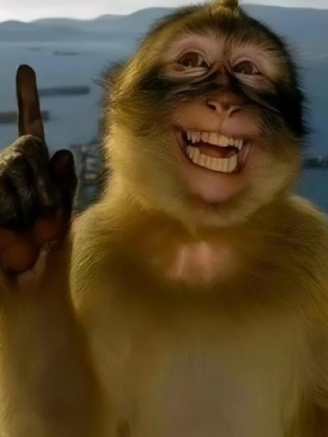 cropped-monkey-meme-34.jpg