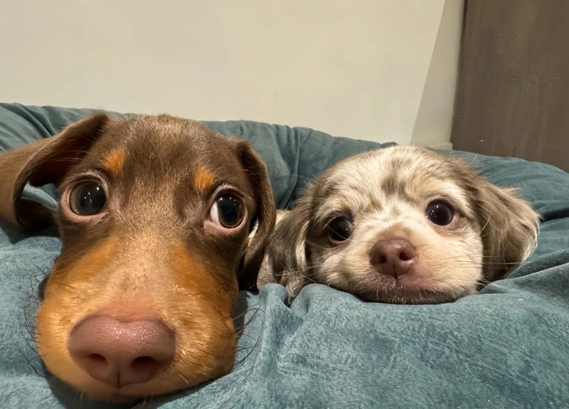 hình nền máy tính meme 15