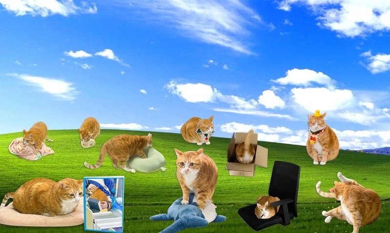 hình nền máy tính meme 32