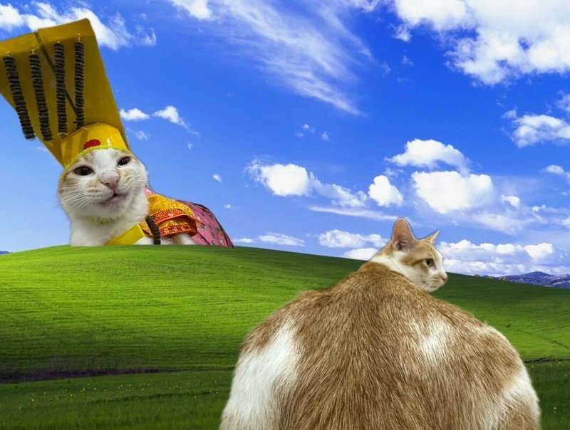 hình nền máy tính meme 34