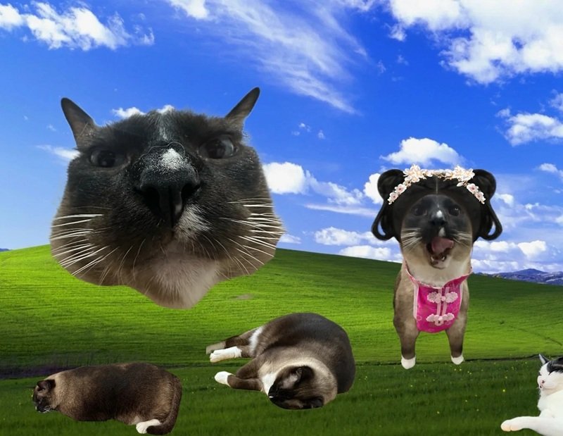 hình nền máy tính meme 36