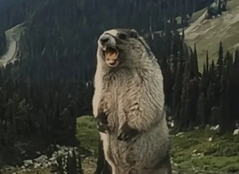 meme hoảng hốt 4