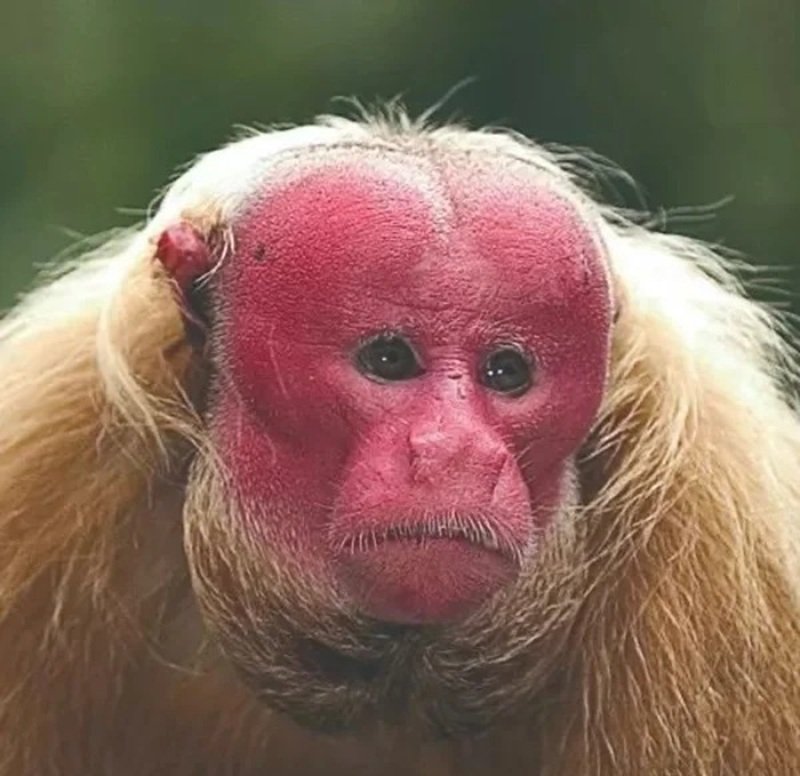 meme ngại ngùng 14