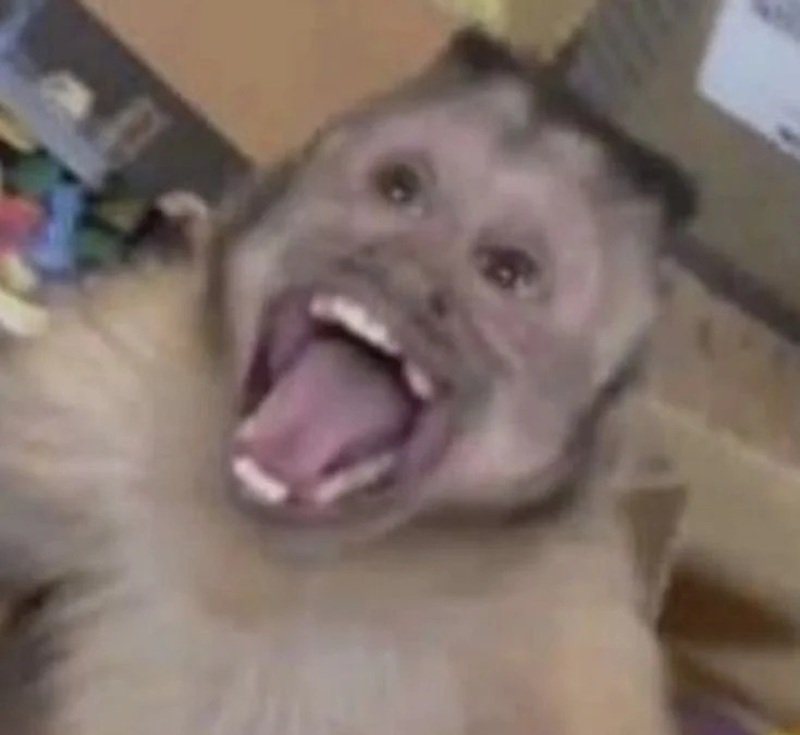 monkey meme 11
