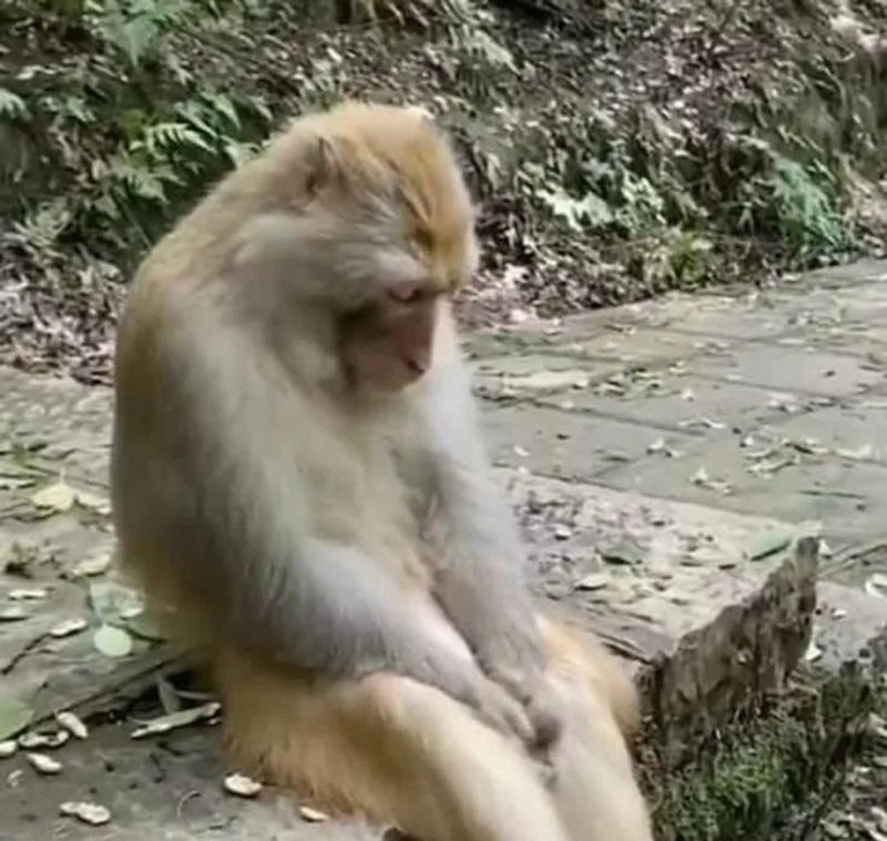 monkey meme 12