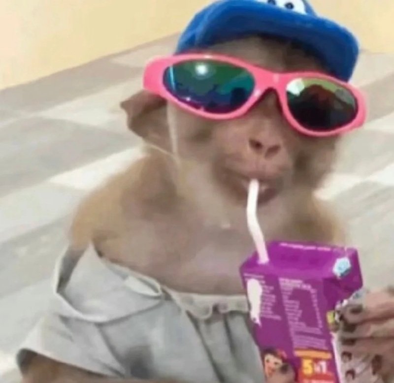 monkey meme 20