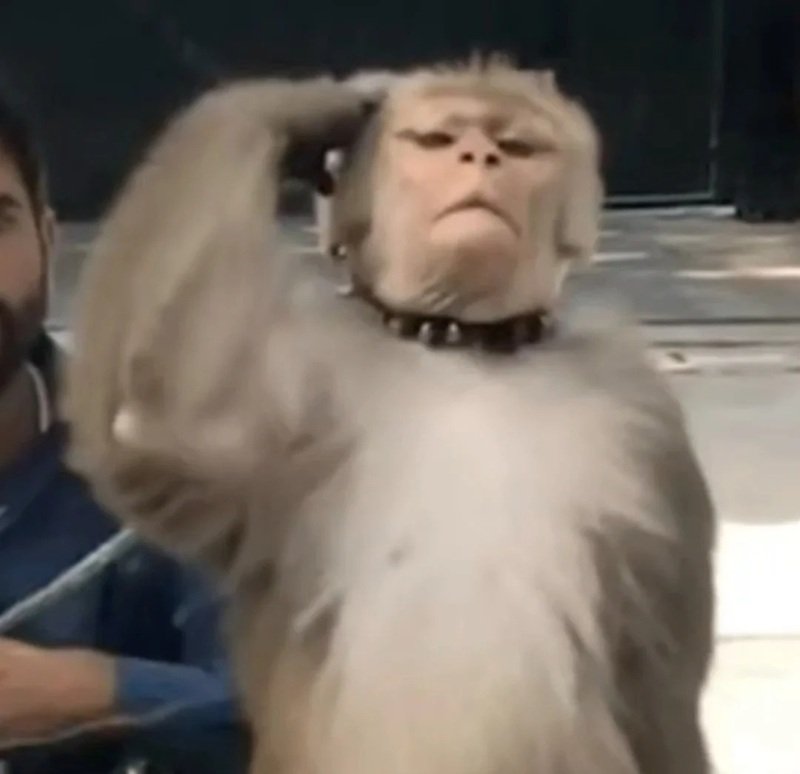 monkey meme 22