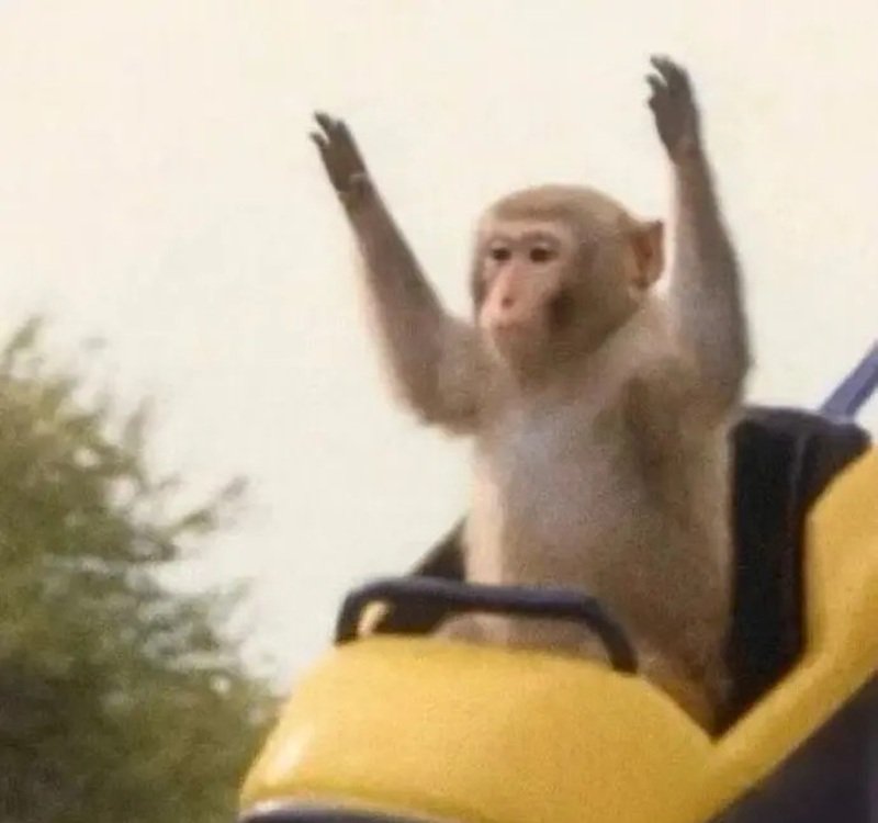 monkey meme 26