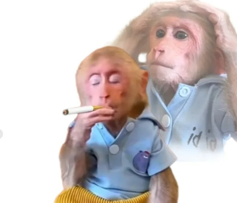 monkey meme 28