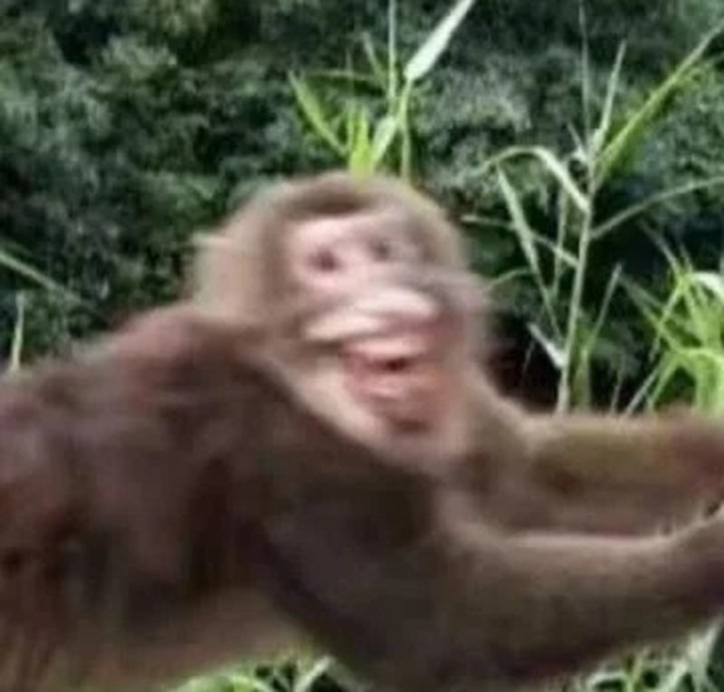 monkey meme 8
