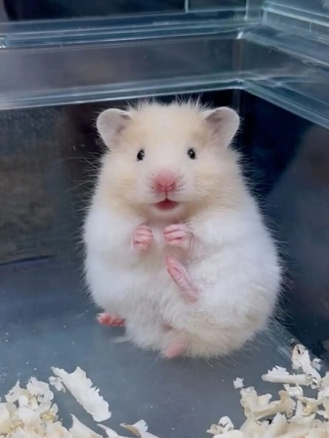 cropped-hamster-meme-6.jpg